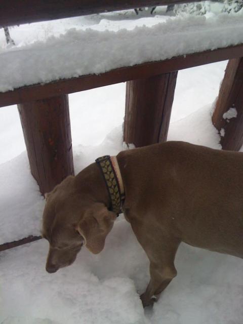 Lois in the snow